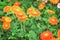 Colorful barberton daisy or gerbera flowers group blooming in garden , ornamental nature background