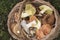 Colorful basket full of Autumn mushrooms species Hemileccinum impolitum Clitocybe geotropa Suillus Russula cyanothanta Lactarius