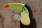 Colorful beak of a toucan