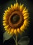 Colorful and Beautiful Sunflower Flower