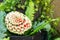 Colorful and beautiful watermelon carved or sculpted on green leaf