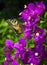 Colorful beauty Paper flowers or bougainvillea.butterfly feeding on nectar of a bougainvillea flower and beautiful bokeh in the