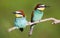 Colorful bee eater bird couple sitting on a branch