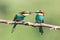 Colorful bee-eaters sharing food on the tree branch