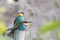 Colorful bee-eaters sitting next to each other