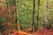 Colorful beech forest