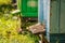 Colorful beehives full of bees in summer garden