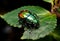 Colorful beetle eats green leaves closeup. Leptinotarsa . Adult Colorado beetle