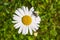 Colorful beetle on a garden camomile flower