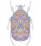Colorful beetle on white background.