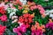 colorful Begonia flowers in the garden