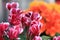 Colorful Begonia flowers, summer garden background