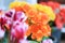 Colorful Begonia flowers, summer garden background