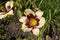 Colorful beige and purple flowers of daylilies in June