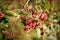 Colorful berry blossoms in forest