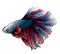 Colorful betta splendens fish hand drawing and sketch