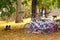 Colorful bicycles in sunny autumn park