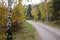 Colorful birch tree by roadside