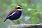 Colorful bird with dark blue belly brown wing white stripe red marks and fire head perching on mossy rock in its habitat, malayan