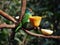 Colorful bird eating papaya