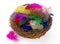 Colorful bird feather in nest isolated