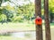 Colorful Bird Houses in the park Hanging on a tree, The bird house was placed at various points.birdhouse forest