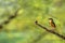 Colorful bird Indian pitta or Pitta brachyura portrait calling for mate in natural green background