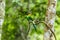 Colorful bird long tailed broadbill on tree branch