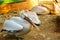 Colorful bird male pelican raised in captivity