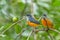 Colorful bird Orange-bellied Flowerpecker