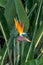 Colorful bird of paradise flower long stem closeup