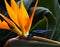 Colorful bird of paradise soft glow closeup