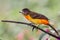 Colorful bird perched on a dry branch