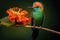 Colorful bird perching on a flower in the rainforest, Hummingbird Long-tailed Sylph, Aglaiocercus kingi with orange flower, AI