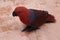 Colorful Bird, Red and Blue Parrot