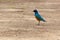 Colorful bird on safari in Kenya
