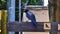 Colorful bird sitting on the sign directing to the birds pavilion in funny situation