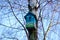 Colorful birdhouse on the tree. Nesting box.