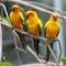 Colorful birds