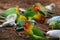 Colorful birds agapornis parrot and budgerigar