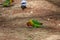 Colorful birds agapornis parrot and budgerigar