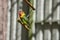 Colorful birds agapornis parrot and budgerigar