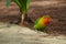 Colorful birds agapornis parrot and budgerigar