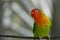 Colorful birds agapornis parrot and budgerigar