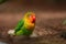 Colorful birds agapornis parrot and budgerigar