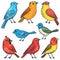 Colorful birds illustration featuring multiple avian species. Variety songbirds presented vibrant