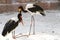 Colorful Birds - Storks