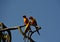 Colorful Birds in the Town of Walsrode, Lower Saxony