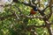 A colorful black bird in a tree with a glaring stare