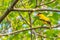 Colorful Black-naped Oriole perching on a perch